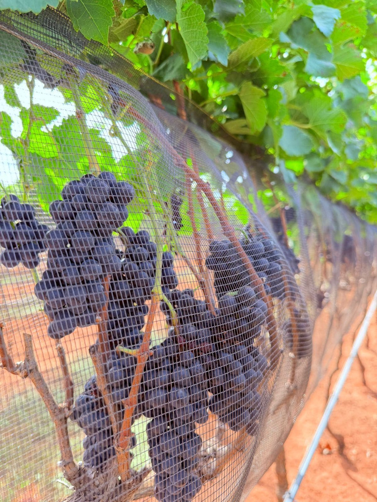 Cachos de uva protegidos por tela no vinhedo Arpuro