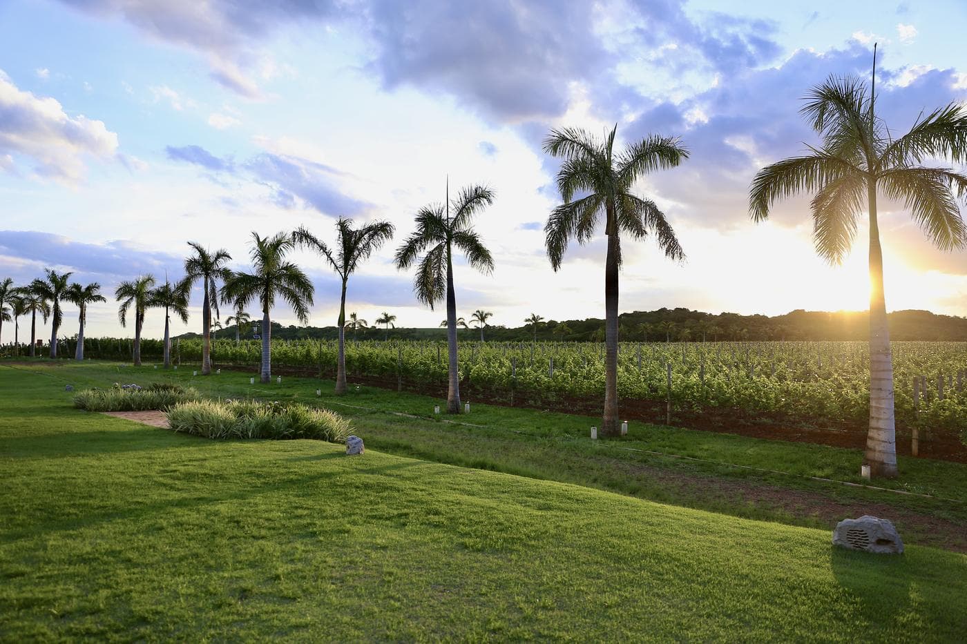 Vinhedo Arpuro com palmeiras e jardim ao pôr do sol